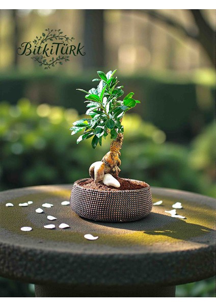 Bonsai Saksısında Ithal Aşılı Ginseng Bonsai 35/45CM