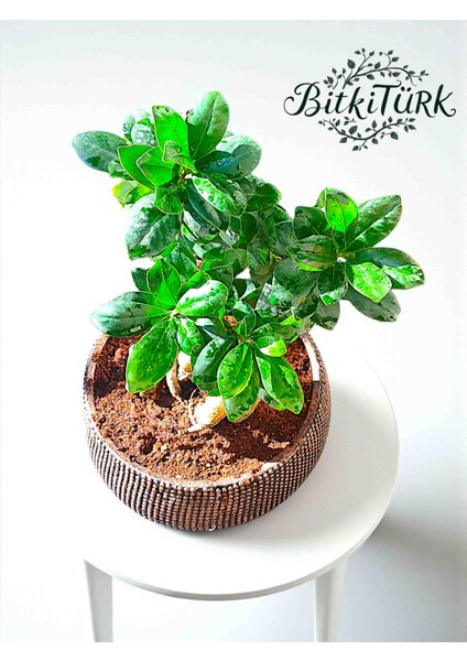 Bonsai Saksısında Ithal Aşılı Ginseng Bonsai 35/45CM fiyatları