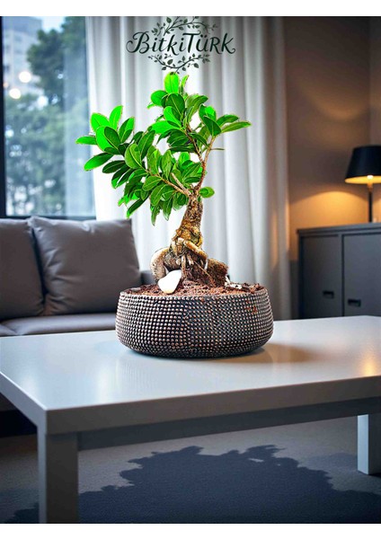 Bonsai Saksısında Ithal Aşılı Ginseng Bonsai 35/45CM modelleri