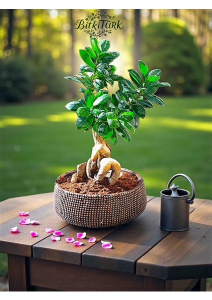 Bonsai Saksısında Ithal Aşılı Ginseng Bonsai 35/45CM fırsatları