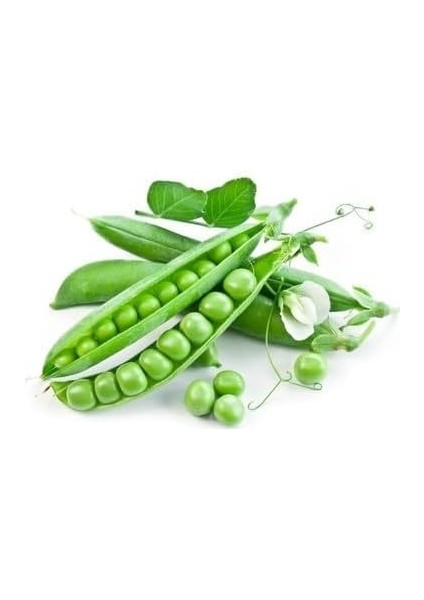 Tohum Bt Rondo - Utrillo- Bezelye (500 Gr) fiyatları