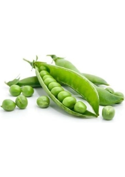 Tohum Bt Rondo - Utrillo- Bezelye (500 Gr) modelleri