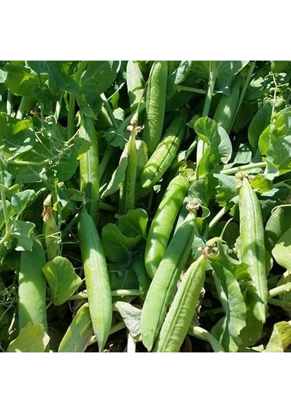 Tohum Bt Rondo - Utrillo- Bezelye (500 Gr) fırsatları