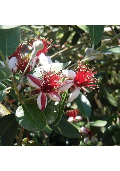 Tüplü Kaymak Ağacı Feijoa Fidanı modelleri
