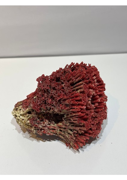 Kırmızı Mercan Doğaltaş