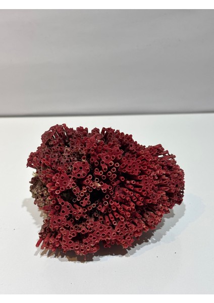 Kırmızı Mercan Doğaltaş fiyatları