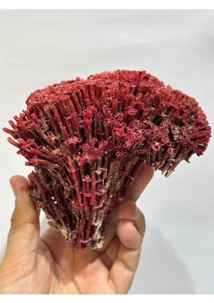 Kırmızı Mercan Doğaltaş fırsatları