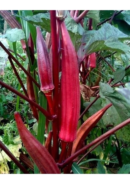 Adet Red Burgundy Bamya Tohumu fiyatları