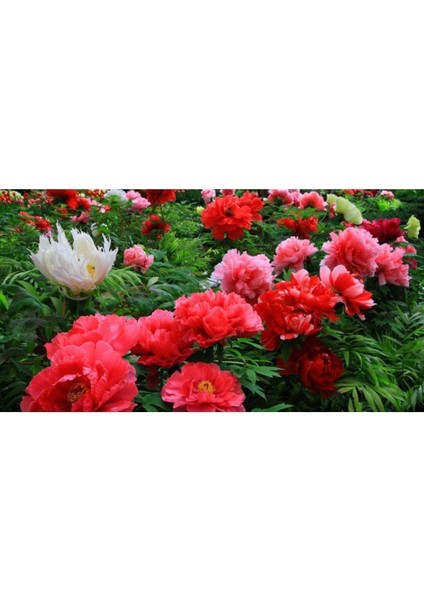 Dünyam 5 Adet Pembe Şakayık Çiçeği Tohumu fiyatları