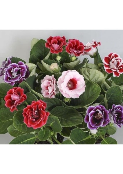 Bardak Menekşesi Tohumu (Katmerli Büyük Çiçek) Karışık Renkli - 8 Tohum