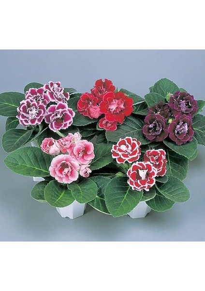 Bardak Menekşesi Tohumu (Katmerli Büyük Çiçek) Karışık Renkli - 8 Tohum fiyatları