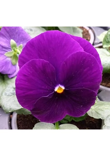 Hercai Menekşe Tohumu Katlı - Mor Renkli (10 Tohum) fiyatları