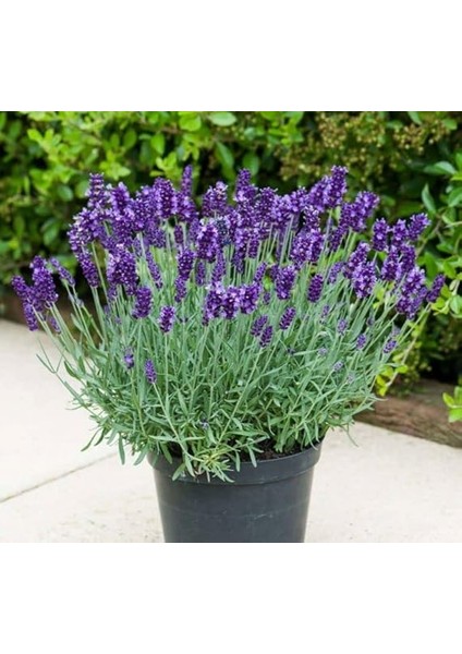 Lavanta Tohumu (Kalıcı Keskin Kokulu) Mavi Renkli - 5 Tohum fiyatları