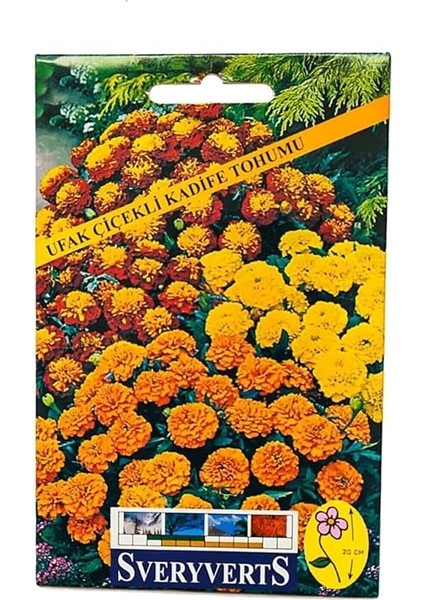 Ufak Çiçekli Kadife Tohumu