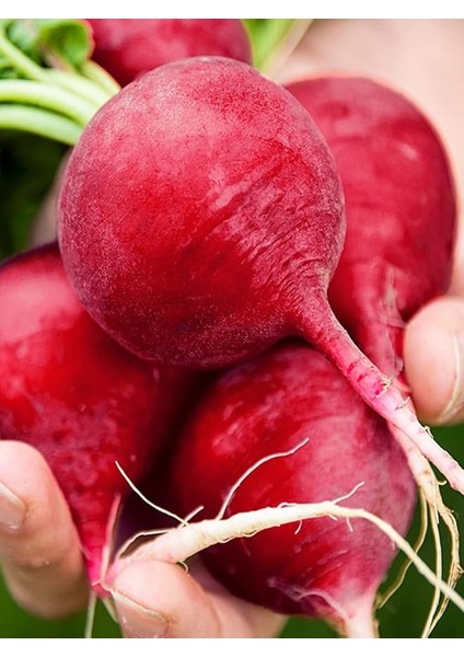 Garden Doğal Kırmızı Iri Turp 100 Ad. Tohum