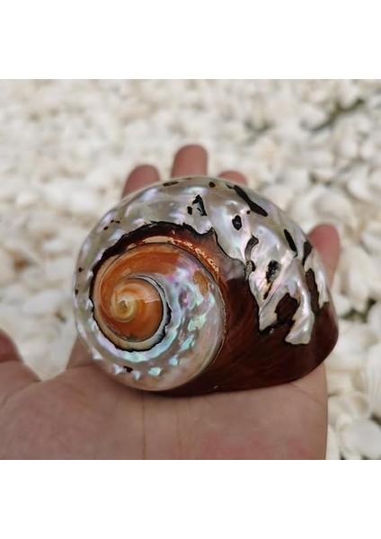 Deniz Kabuğu, Plaj Deniz Kabukları, Doğal Güney Afrika Semenderi Deniz Kabuğu Akvaryum Balık Tankı Süsleme El Sanatları Koleksiyoncusu Düğün Plaj Temalı Parti Dekoru Için(5.5cm) modelleri