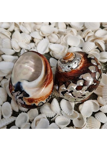 Deniz Kabuğu, Plaj Deniz Kabukları, Doğal Güney Afrika Semenderi Deniz Kabuğu Akvaryum Balık Tankı Süsleme El Sanatları Koleksiyoncusu Düğün Plaj Temalı Parti Dekoru Için(5.5cm) fırsatları