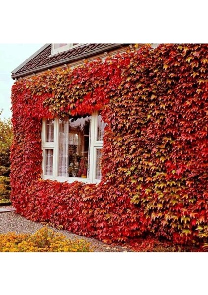 Dünyam 5 Adet Kırmızı Amerikan Sarmaşığı Tohumu