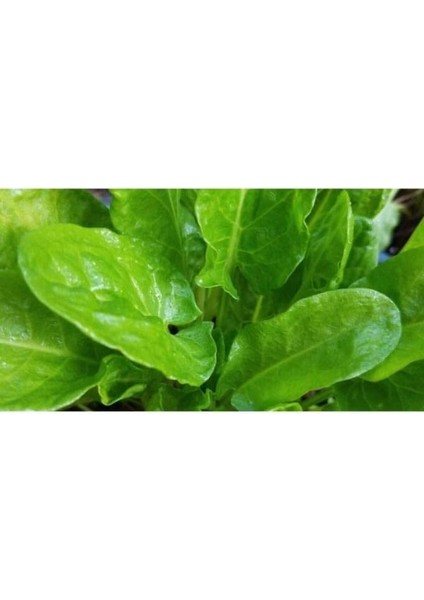 Adet Kuzu Kulağı/ekşiotu Tohumu modelleri