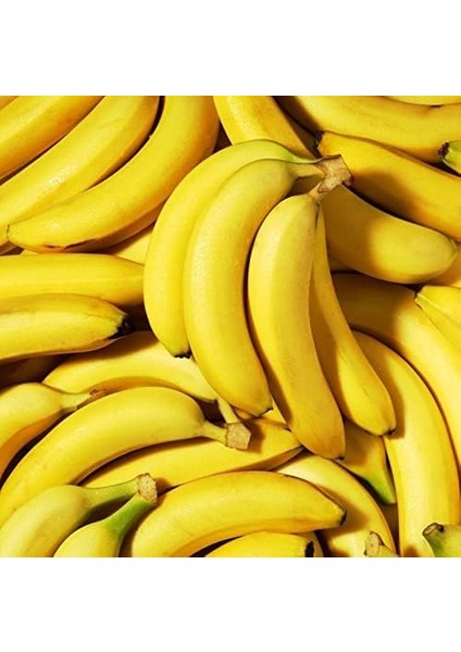 Tüplü Musa Cavendish Bodur Muz Fidanı (Sınırlı Sayı)