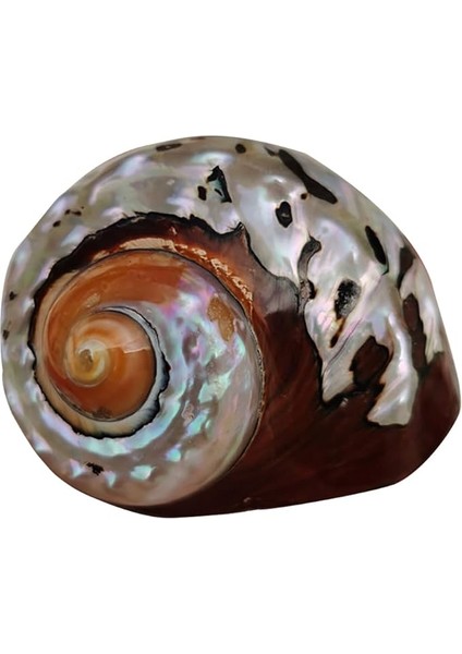 Deniz Kabuğu, Plaj Deniz Kabukları, Doğal Güney Afrika Semenderi Deniz Kabuğu Akvaryum Balık Tankı Süsleme El Sanatları Koleksiyoncusu Düğün Plaj Temalı Parti Dekoru Için(5.5cm)