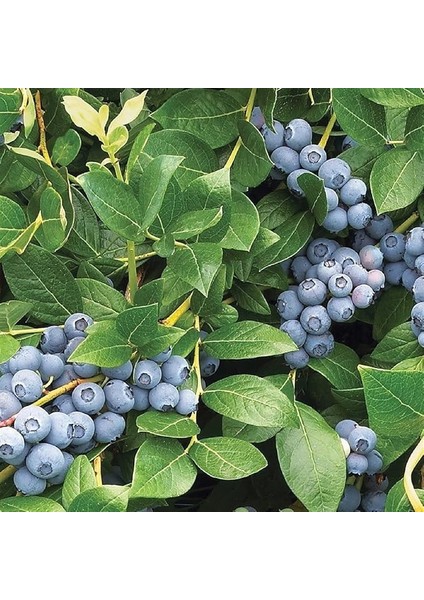 Duke Yaban Mersini Fidanı