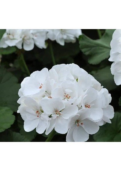 Sardunya Tohumu (Büyük Çiçek, Kokulu Yaprak) Beyaz Renkli - 5 Tohum modelleri