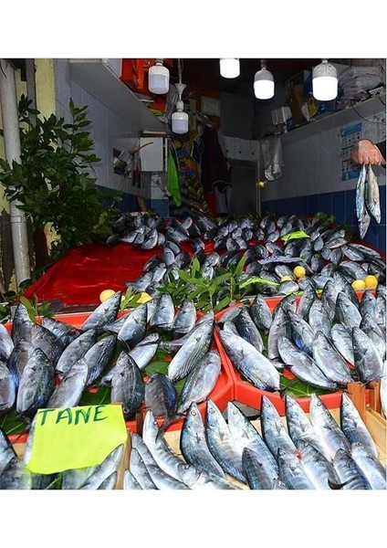 27W (152W) Büyük Boy Torch LED Ampul Beyaz Jumbo Lamba 865 17,5 cm indirimleri