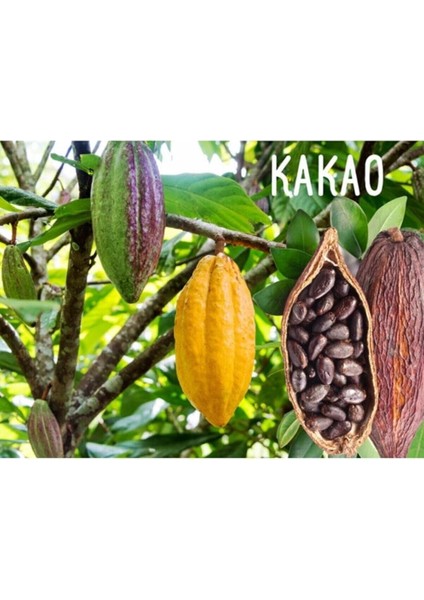 Dünyam Organik Kakao Ağacı Tohumu fiyatları