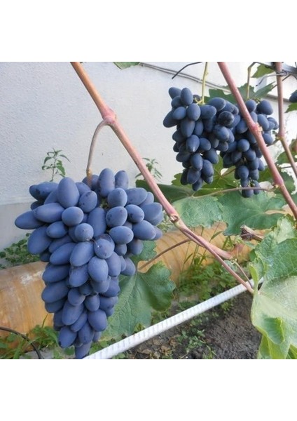 Tüplü Parmak Horoz Karası Üzüm (Asma-Bağ) Fidanı