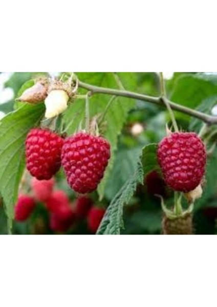 Adet Böğürtlen Tohumu modelleri