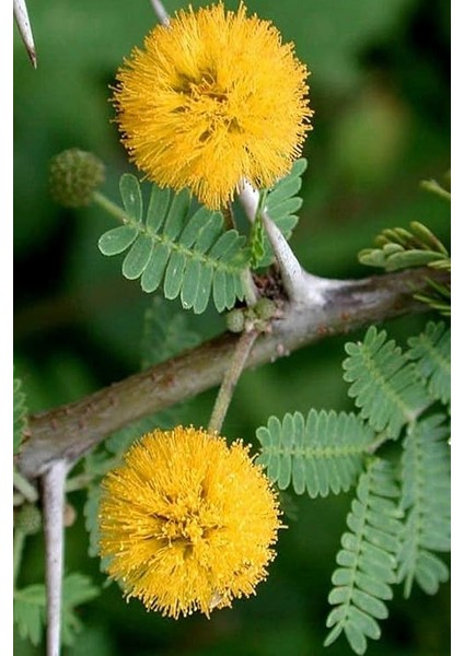 Dünyam Sarı Mimoza Ağacı Tohumu / 5 Adet Tohum fiyatları