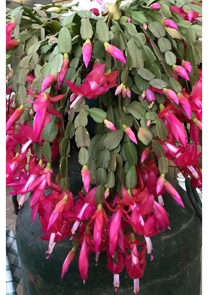 Look Schlumbergera Fuchsia Yılbaşı Çiçeği Tohumu / 20 Adet Tohum TH-THMCMTHM432