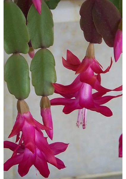 Look Schlumbergera Fuchsia Yılbaşı Çiçeği Tohumu / 20 Adet Tohum TH-THMCMTHM432 modelleri