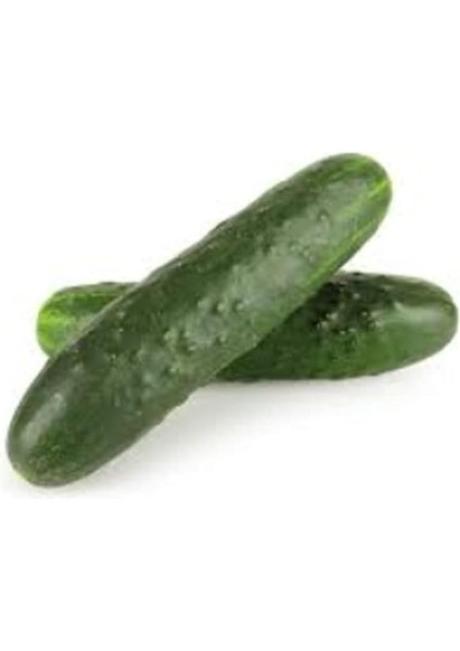 Organik Alman Hıyarı Tohumu 1 Paket (10 GR=300+ Adet) Dikenli Alman Salatalık Tohumu