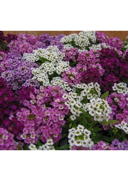 Kraliyet Halısı, Alyssum, Karışık Renkli (20 Tohum) fiyatları
