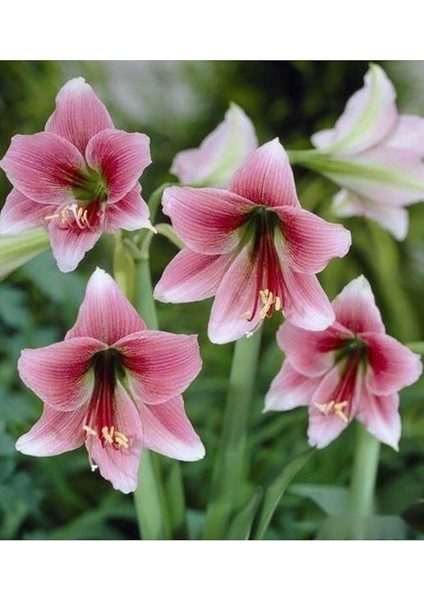 Dünyam 10 Adet Pink Amaryllis Vittata Tohumu
