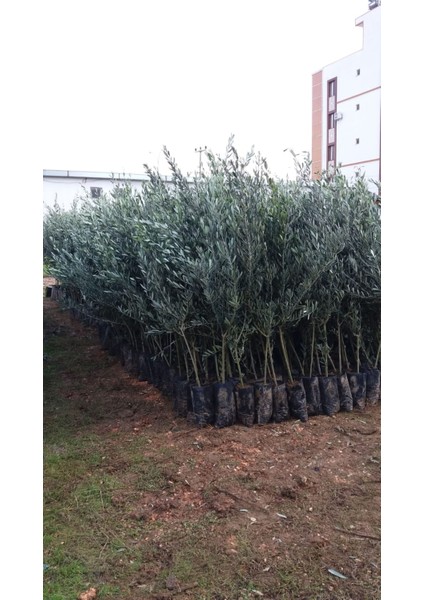 Gemlik Trilye Zeytin Fidanı 2 Yaş