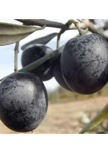Gemlik Trilye Zeytin Fidanı 2 Yaş fiyatları