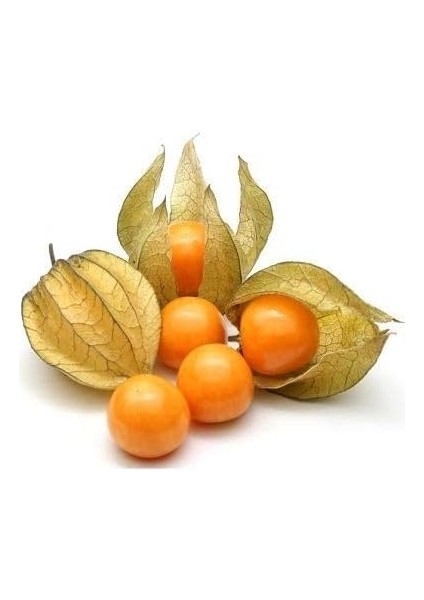 Çilek Tohumu 10 15 Adet Paketli