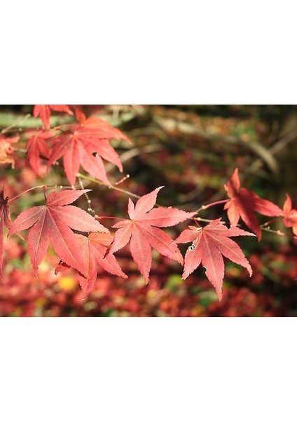 Kırmızı Akçaağaç Acer Palmatum Atropurpureum 10 Adet Tohum