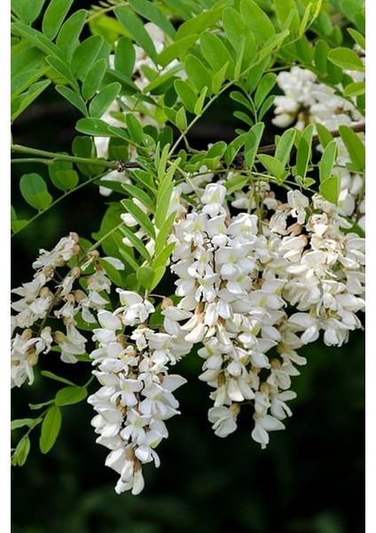 Look Beyaz Salkım Akasya Ağacı Tohumu / 5 Adet Tohum TH-2022DSHNGLKTHM231 fiyatları