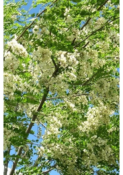 Look Beyaz Salkım Akasya Ağacı Tohumu / 5 Adet Tohum TH-2022DSHNGLKTHM231 indirimleri