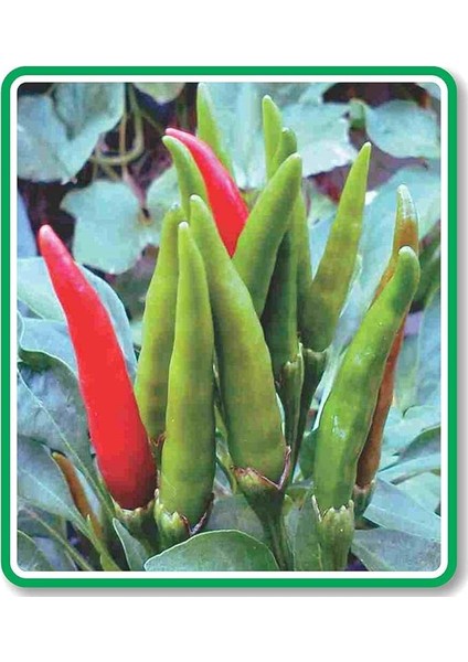 Tarım Ata Tohumu Yerli Doğal Süslü Biberi 100 Adet Tohum