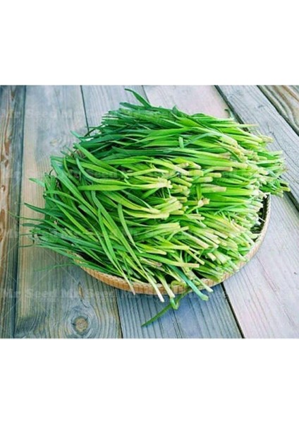 Dünyam Frenk Soğanı Tohumu 50 Adet modelleri