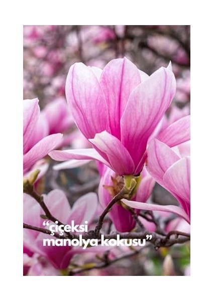 Alya Nature's Scents Magnolia - Manolya Oda Kokusu Yedek Makine Spreyi 250 ml modelleri