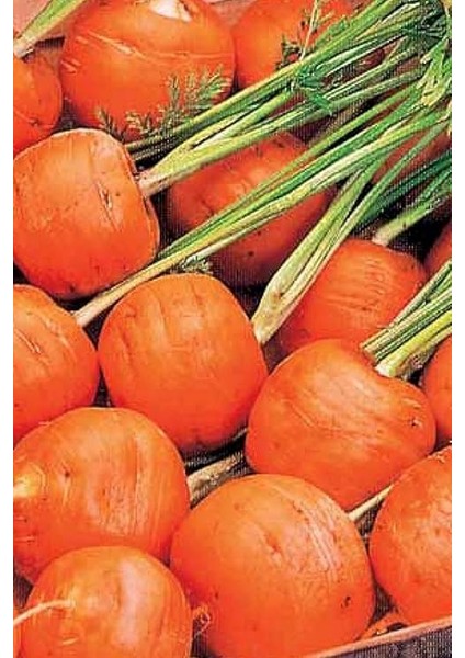 Topak Havuç Tohumu / 40 Adet Havuç Tohumu indirimleri