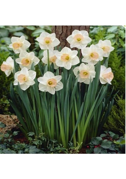 Beyaz Nergis Soğanı 5 Adet