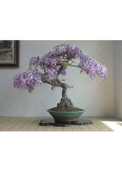 Dünyam 5 Adet Purple Rain Wisteria Living Room Bonsai Tohumu fiyatları