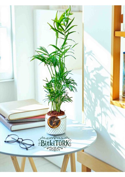 Beton Saksıda Ithal Areka Palmiyesi 45/65CM Portakal Dilimi ve Lav Taşları Dekorlu